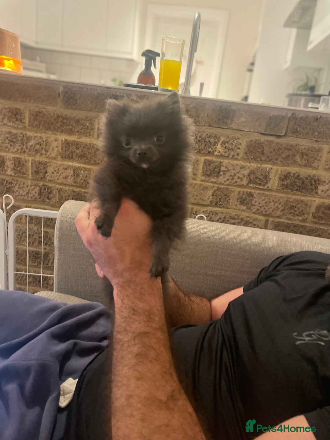 Pomeranian dogs for sale: Micro tiny Pomeranian blue boy - Advert 1