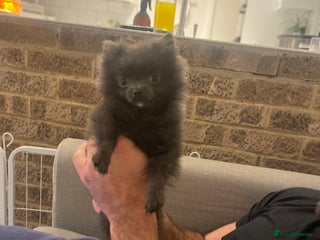 Pomeranian dogs Micro tiny Pomeranian blue boy - Advert 2