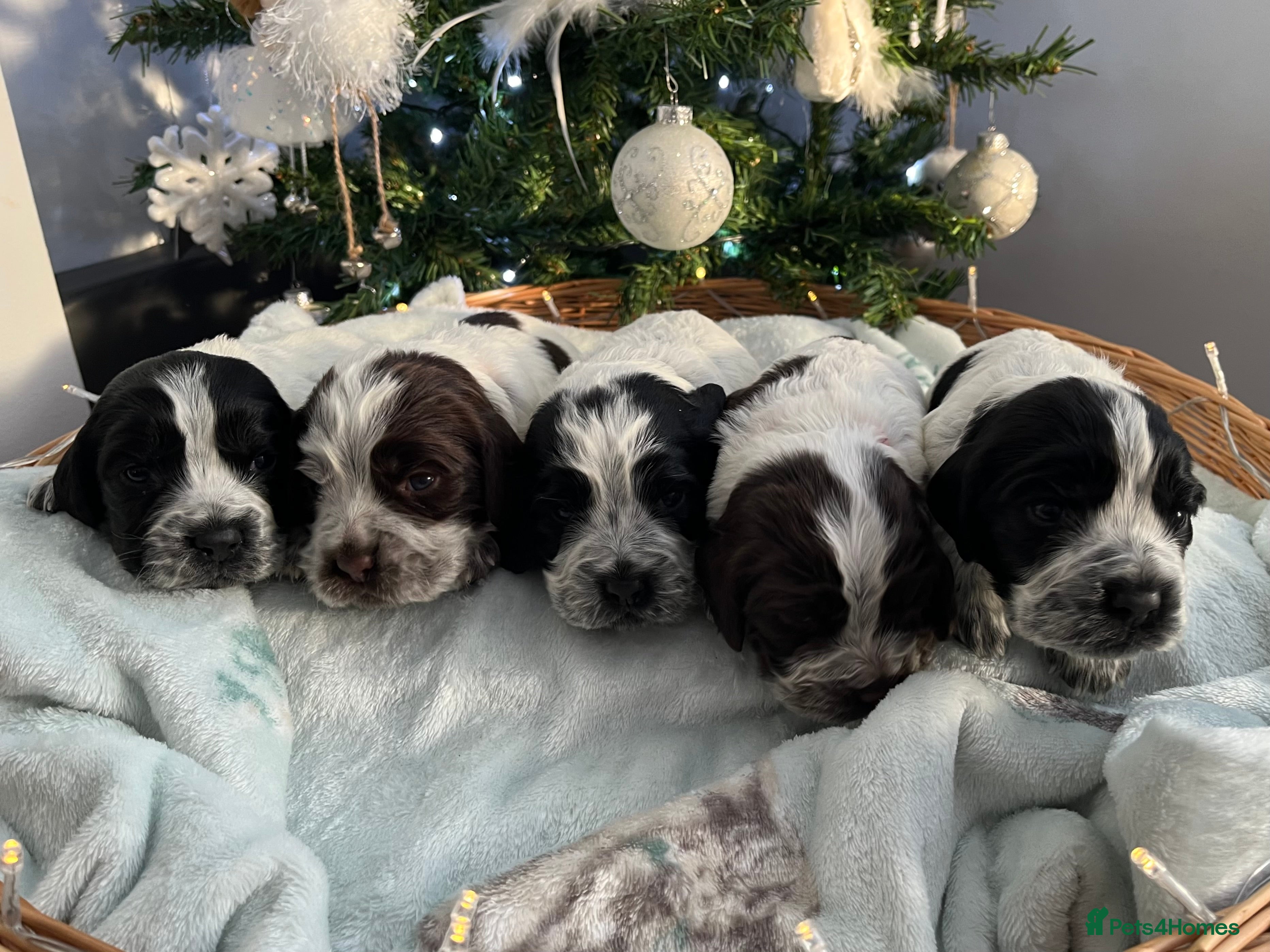 Cocker Spaniel dogs Working Cocker Spaniel Puppy - Advert 1