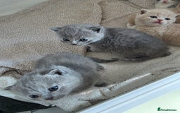 British Shorthair cats for sale: British Shorthairs Stunning Litter - Image 2
