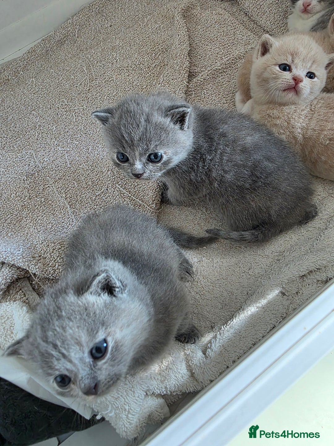 British Shorthair cats for sale: British Shorthairs Stunning Litter - Image 2