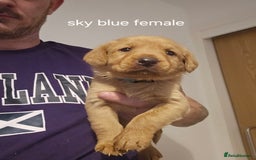 Labrador Retriever dogs for sale: Fox red kc labrador puppies - Image 2