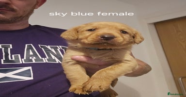 Labrador Retriever dogs - Advert 14