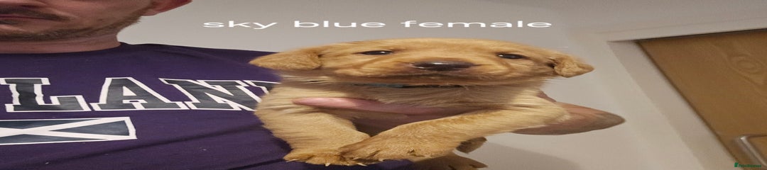 Labrador Retriever Puppy 4