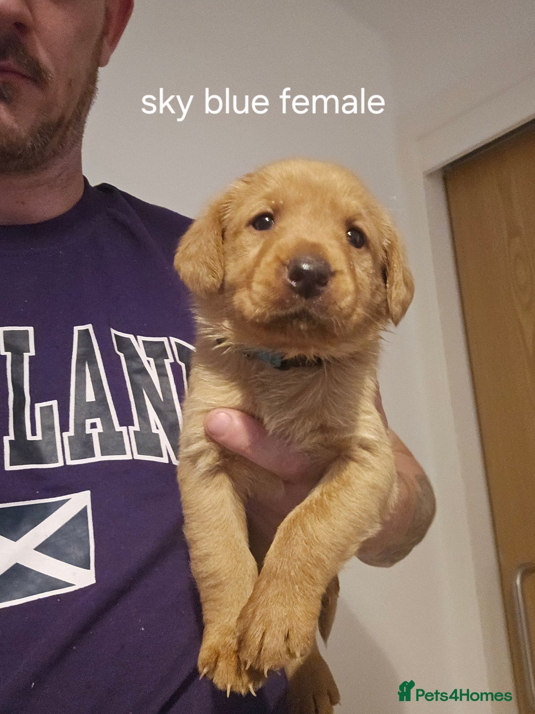 Labrador Retriever dogs for sale: Fox red kc labrador puppies - Image 2