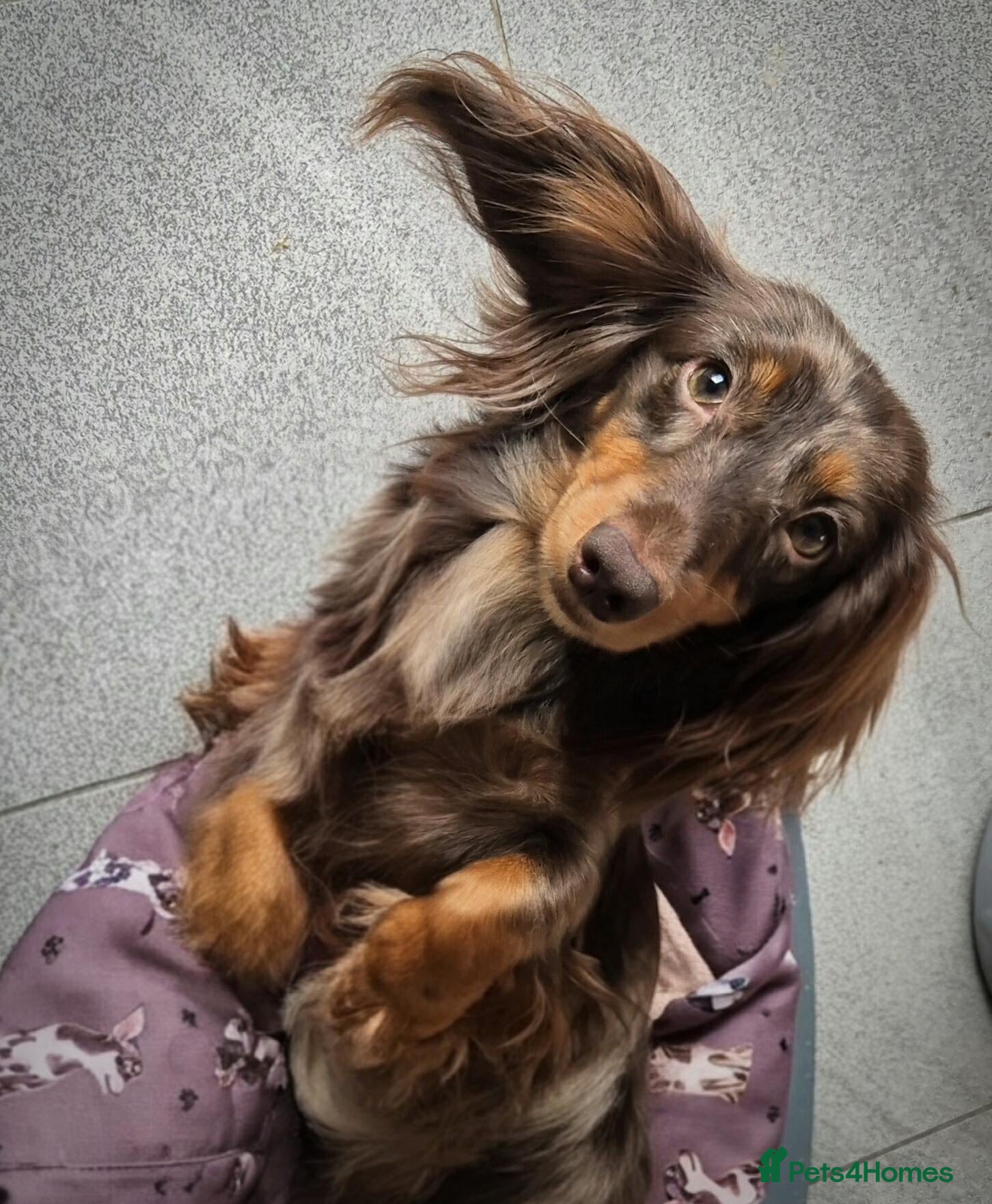 Miniature Dachshund dogs KC registered miniature dachshund girl  - Advert 18