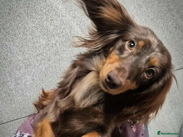 Miniature Dachshund dogs for sale: KC registered miniature dachshund girl - Advert 2