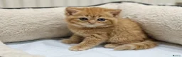 British Shorthair cats for sale: Beautiful Ginger Girl Tabby BSH Kitten - Advert 13