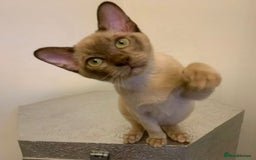 Burmese cats for sale: Exceptional Burmese Kittens  - Image 10