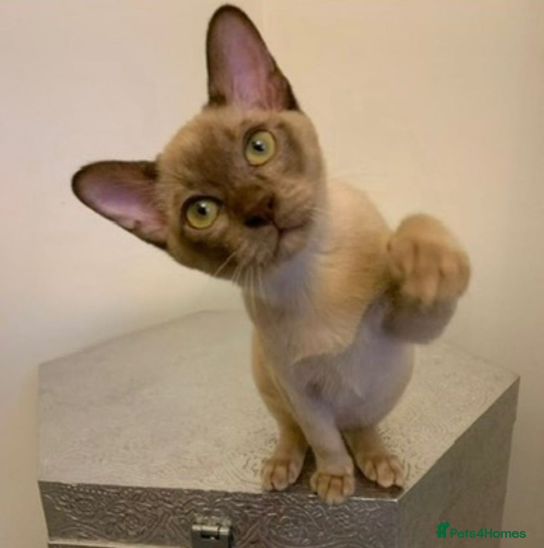 Burmese cats for sale: Exceptional Burmese Kittens  - Image 10