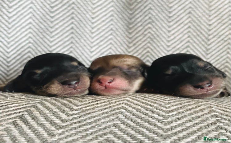 Miniature Dachshund dogs - Advert 2