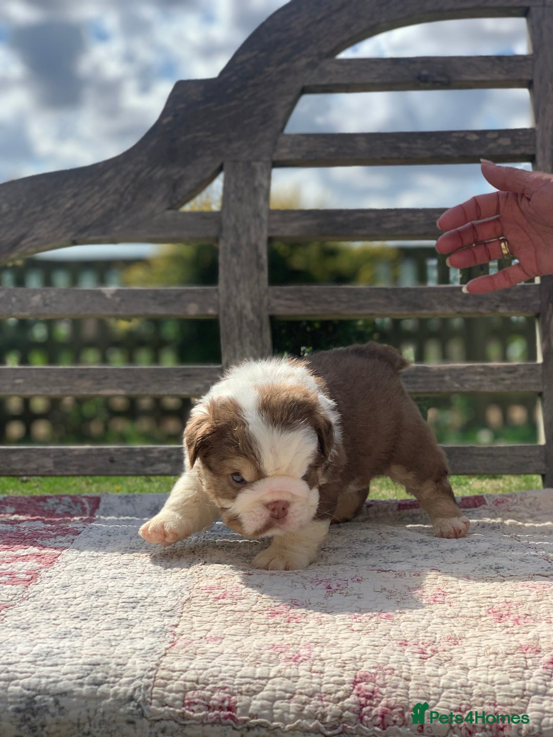 English Bulldog dogs for sale: Quality English bulldog pups fluffy LAST BOY - Image 8