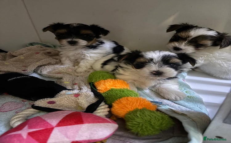 Yorkshire Terrier dogs - Advert 16
