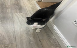 Domestic Shorthair cats for sale: Black and white cat well tammed  - Image 4