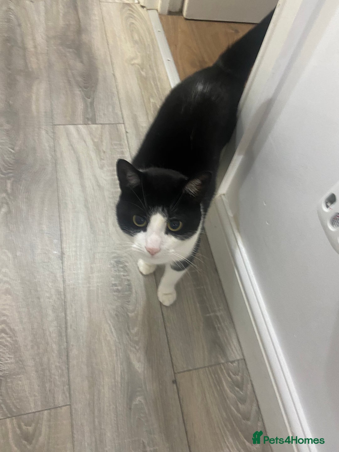 Domestic Shorthair cats for sale: Black and white cat well tammed  - Image 4