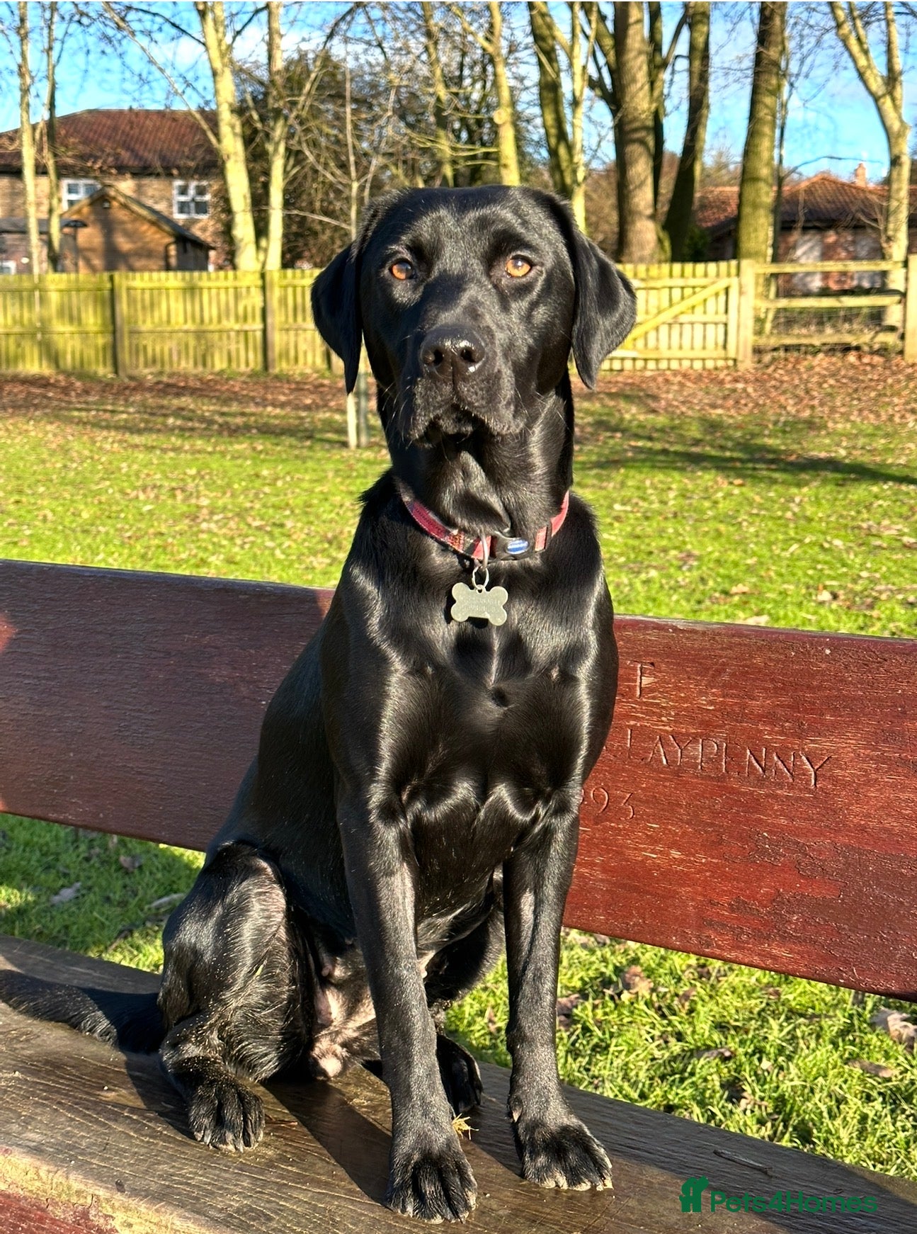 Labrador Retriever dogs LABRADOR RETRIEVER KC reg 2 girls left and 1 boy - Advert 2