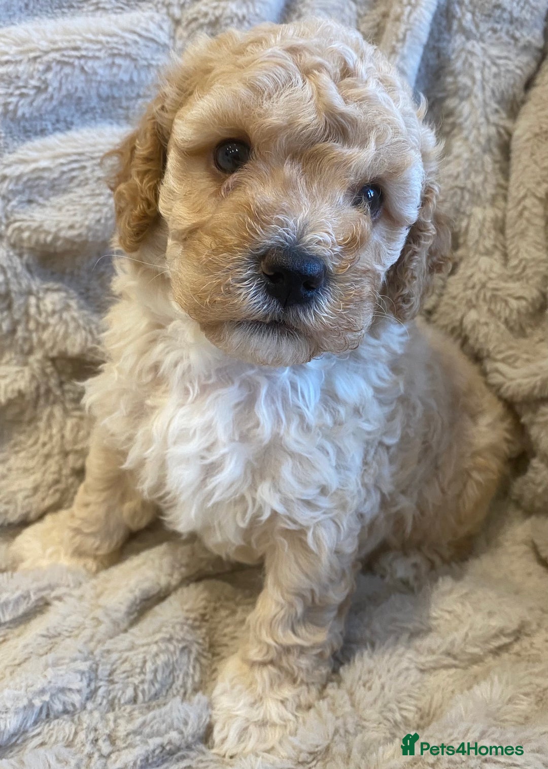 Cavapoo dogs for sale: Gorgeous Teddybear Cavapoo Puppies health checked  - Advert 37