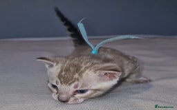 Bengal cats for sale: Pedigree Health Tested TICA Bengal Kittens - Image 15