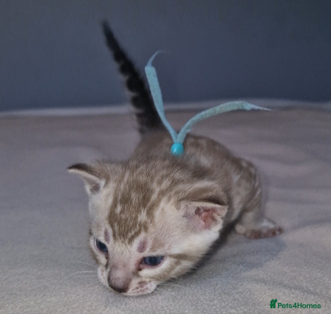 Bengal cats for sale: Pedigree Health Tested TICA Bengal Kittens - Image 15