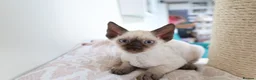 Devon Rex cats for sale: Devon rex kittens neutered  included in the price - Advert 9