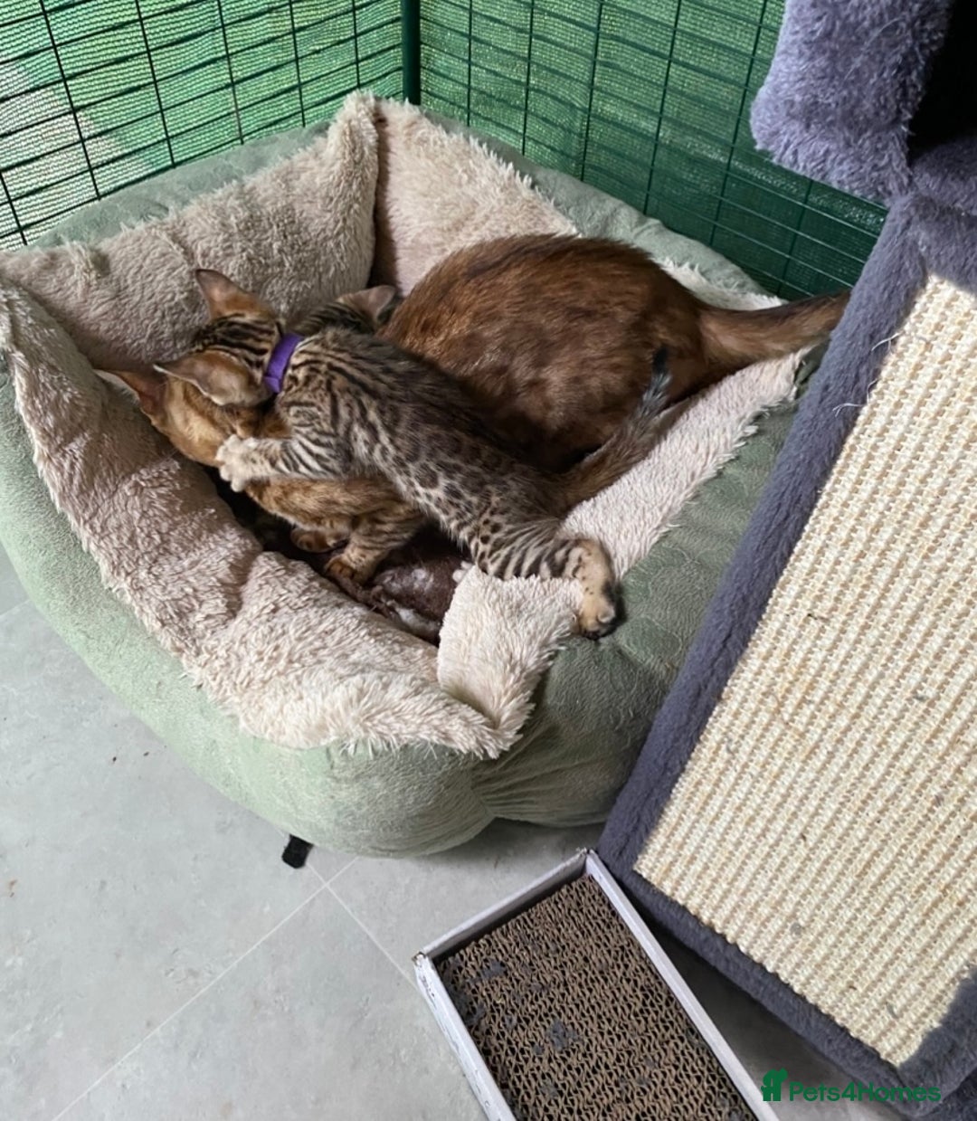 Bengal cats for sale: Health Tested TICA 🩷Bengal female kittens  - Image 13