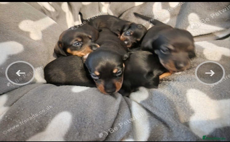 Miniature Dachshund dogs - Advert 3