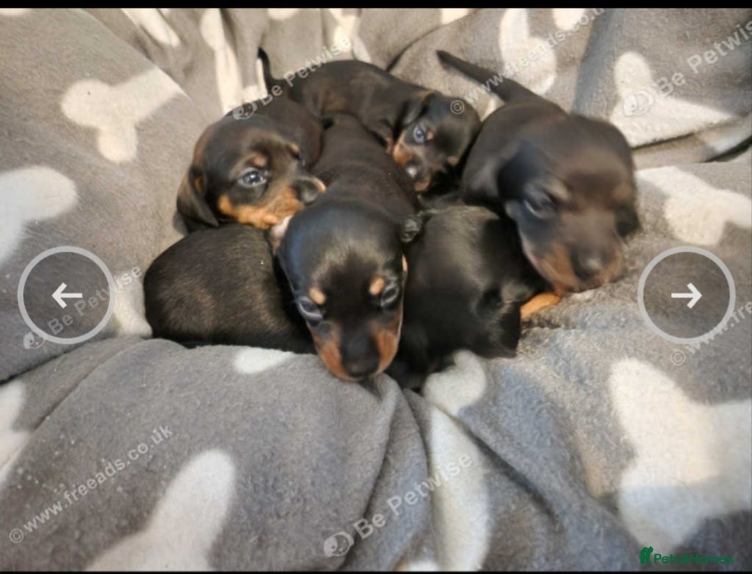 Miniature Dachshund dogs for sale: Boys ready now - Image 1