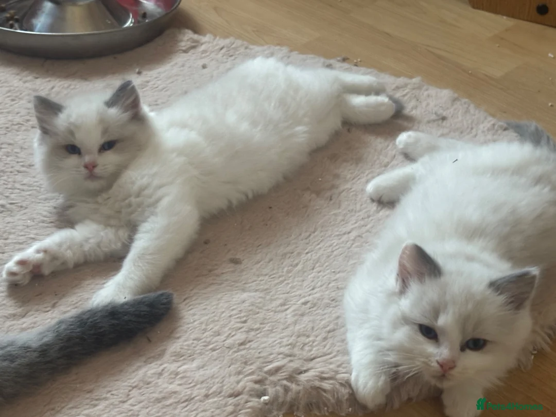 Ragdoll cats for sale: REDUCED !!Stunning Pedigree Bi coloured Ragdolls  - Advert 14
