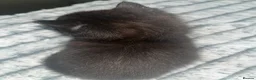 Bengal cats for sale: Beautiful Bengal cross Kittens for sale - Advert 6