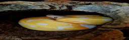 Python Snake reptiles for sale: Dreamsicle Ball Pyton  in Cheltenham - Advert 2