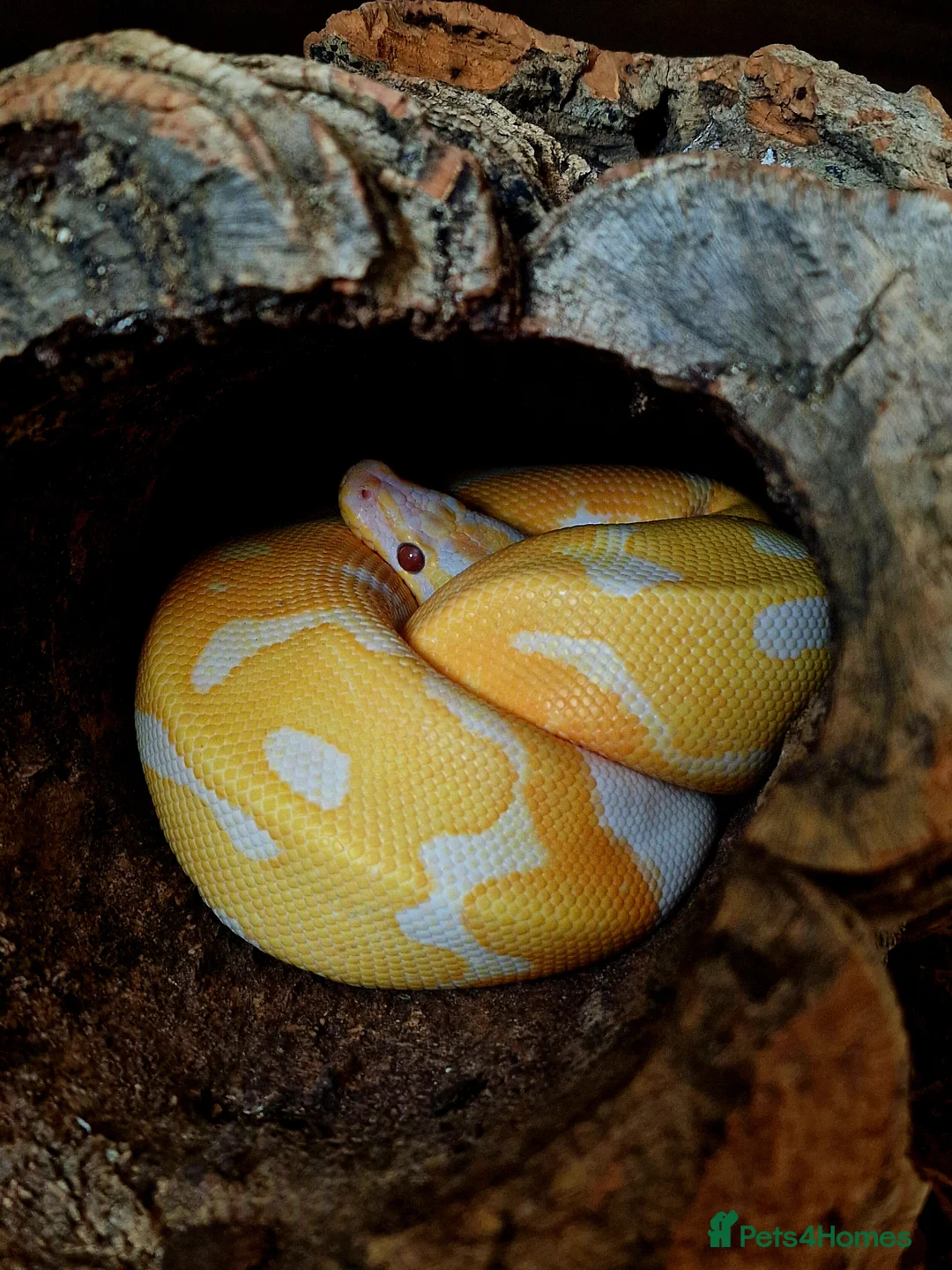Python Snake reptiles for sale: Dreamsicle Ball Pyton  in Cheltenham - Advert 2