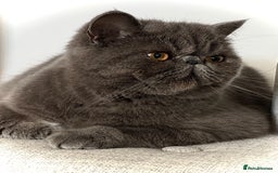 Persian cats for sale: ⭐️ Exceptional Persian x Exotic Kittens ⭐️ - Advert 2