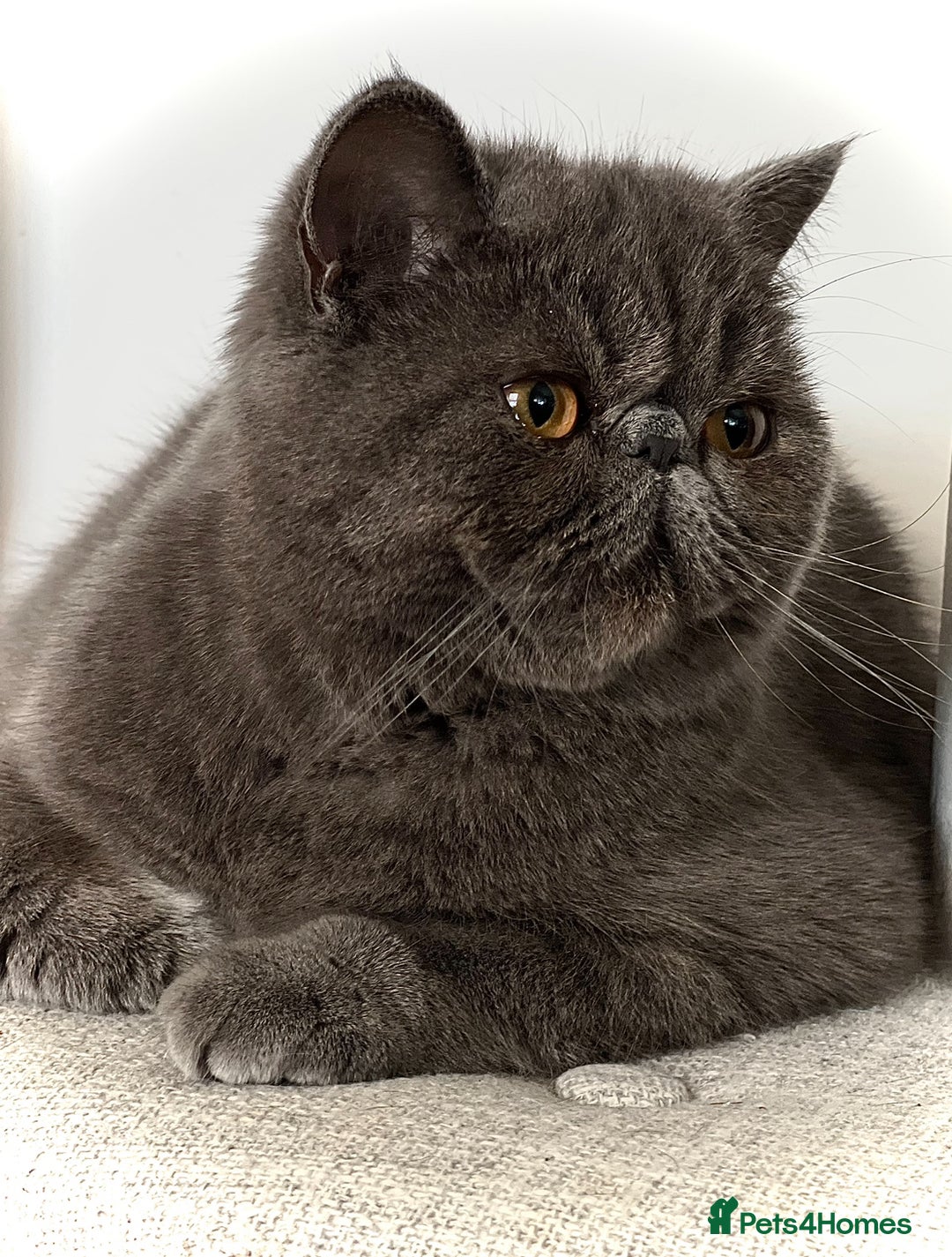 Persian cats for sale: ⭐️ Exceptional Persian x Exotic Kittens ⭐️ - Advert 2