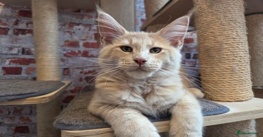 Maine Coon cats - Advert 14
