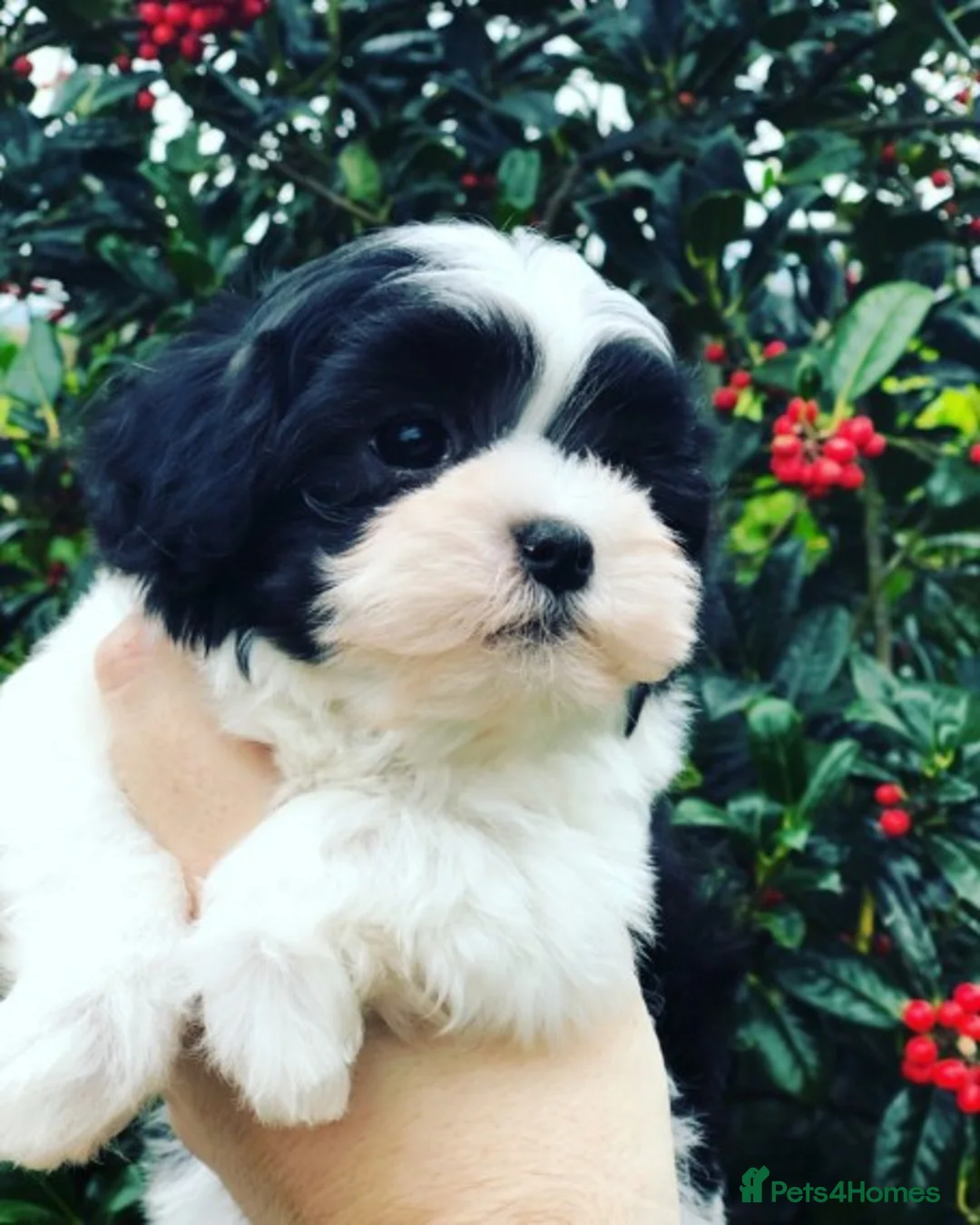 Maltese dogs for stud: PROVEN STUNNING SMALL KC MALTESE FOR STUD in Wigan - Advert 6