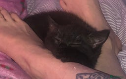 Bombay cats for sale: 🐾🌟tow lovely boys lefted🌟🐾 - Image 5