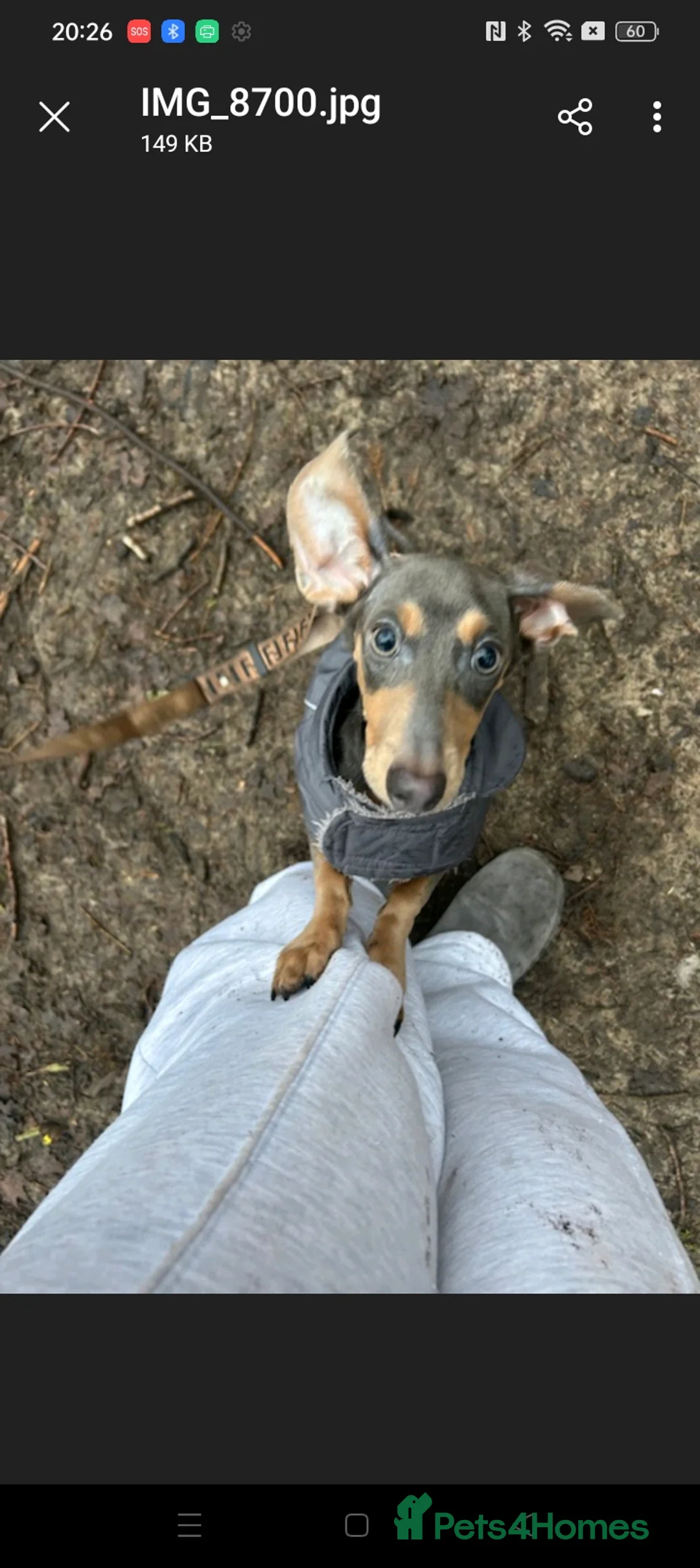 Dachshund dogs for sale: Beautiful male dachshund  - Advert 7