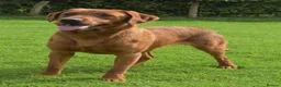 Labrador Retriever dogs for sale: Pondizfields Male Fox Red Labrador pups in Machynlleth - Advert 3