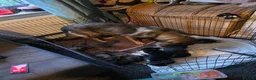 Shepsky dogs for sale: 9 shepsky puppies  - Advert 34