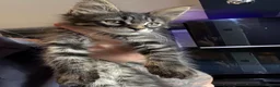 Maine Coon cats for sale: Home reared MaineCoon Pedigree Kittens  - Advert 4