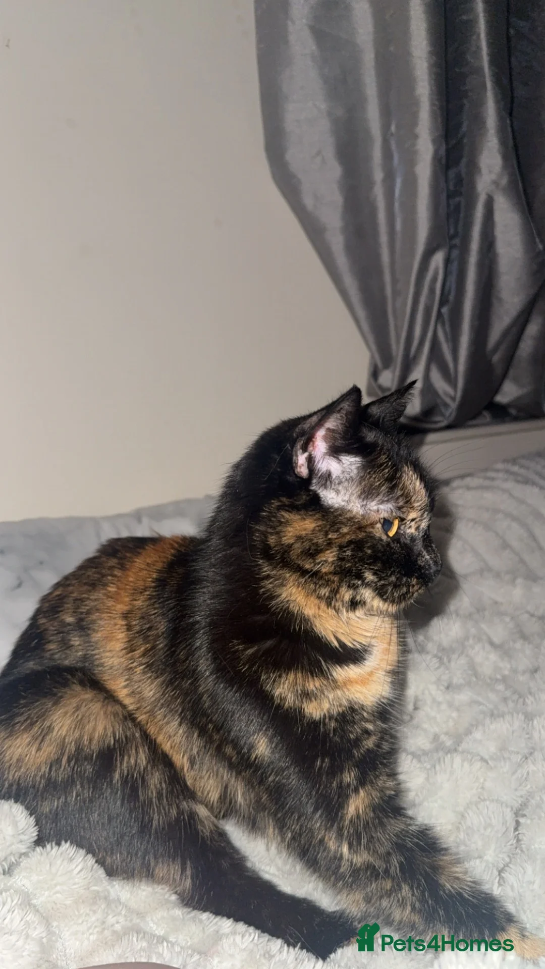 British Shorthair cats for sale: Beautiful Ahri in Worksop - Advert 1