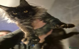 Maine Coon cats for stud: Tica Active Registered Black Smoke MaineCoon Stud in Heckmondwike - Image 4