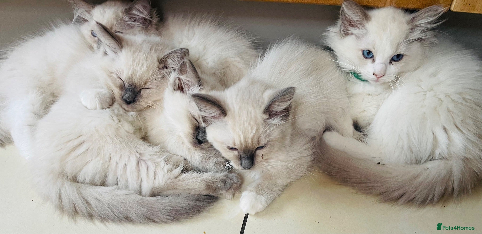 Ragdoll cats Ragdoll kittens  - Advert 2