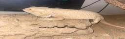 Dragon reptiles for sale: Bearded dragons  in Derby - Advert 4