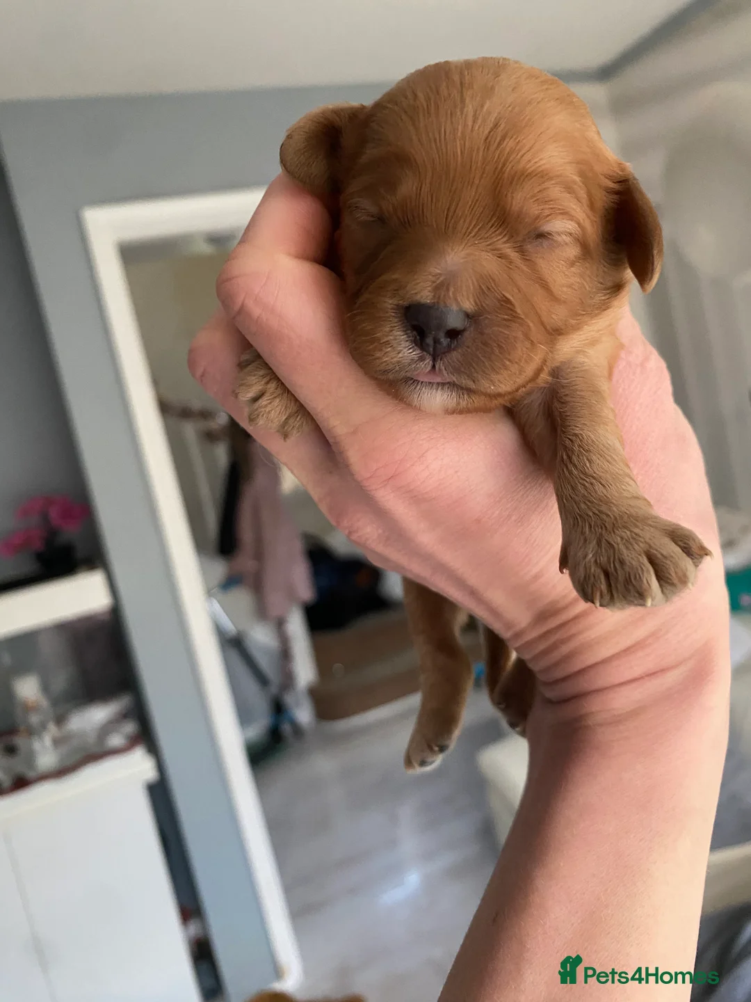 Cavapoo dogs for sale: Toy Cavapoo Health testing parent  - Advert 14