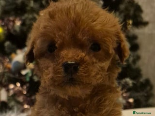 Cavapoo dogs 🧡 HEALTH TESTED F1B CAVAPOO PUPPIES🧡 - Advert 15