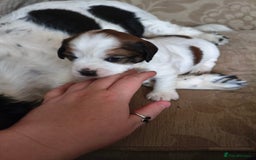 Mixed Breed dogs for sale: 2 Gorgeous male cocker Bassett x Shichon pups  - Image 7