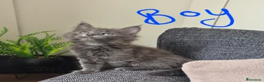 Maine Coon 2