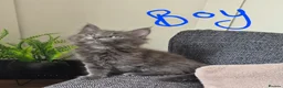 Maine Coon cats for sale: Gorgeous mainecoon babies  - Advert 6