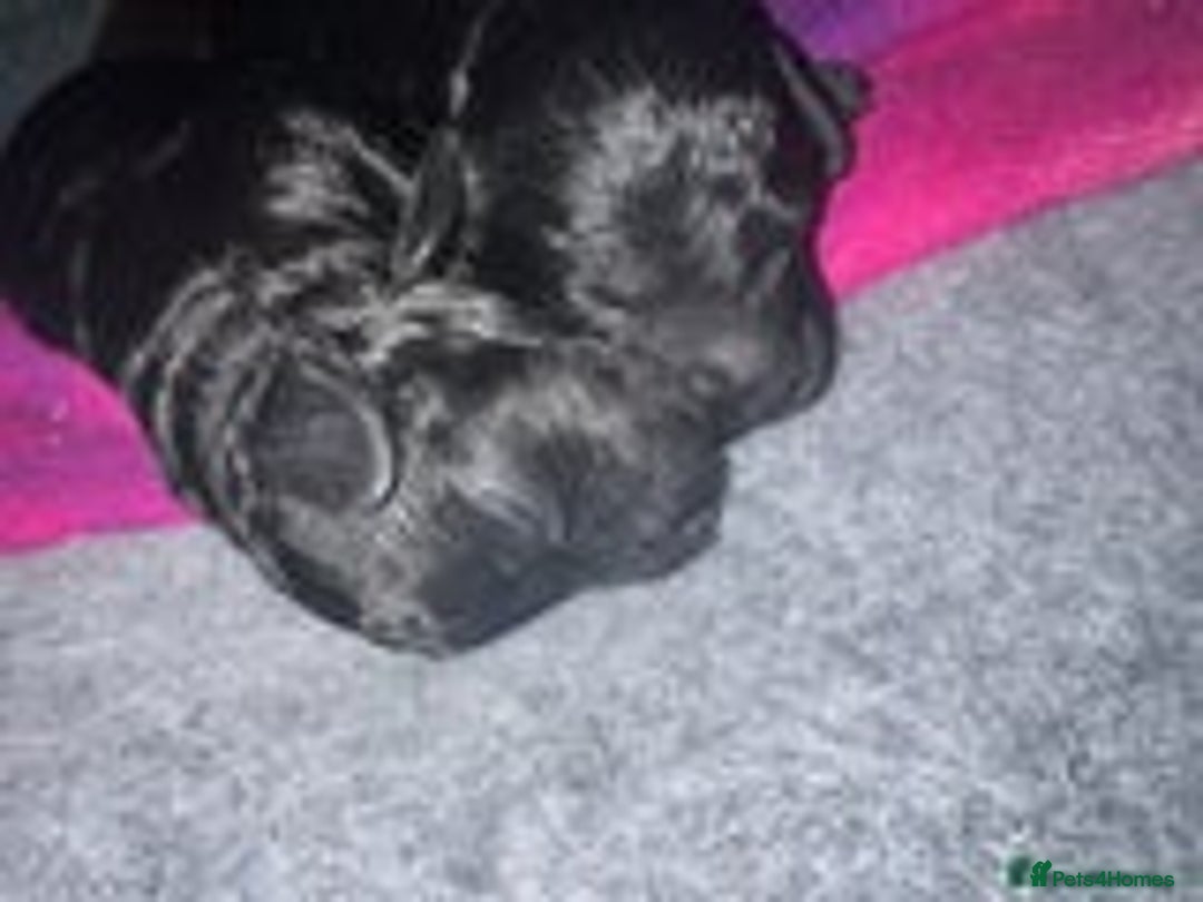 Cockapoo dogs for sale: 1 female left beautiful F2 Cockapoo puppies  - Advert 4